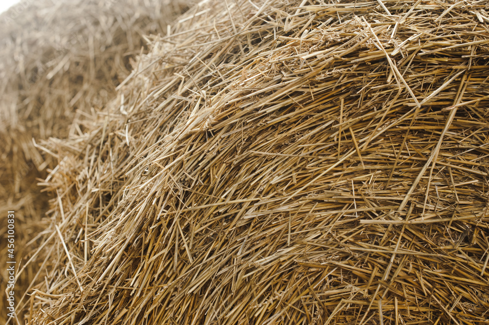 Straw texture background, close up. Close up of straw bale. Straw texture background, close up. Close up of straw bale.