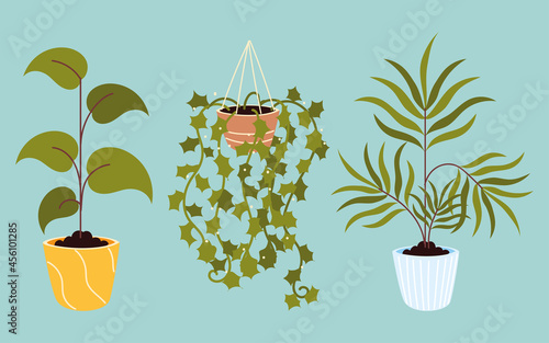houseplant foliage decoration
