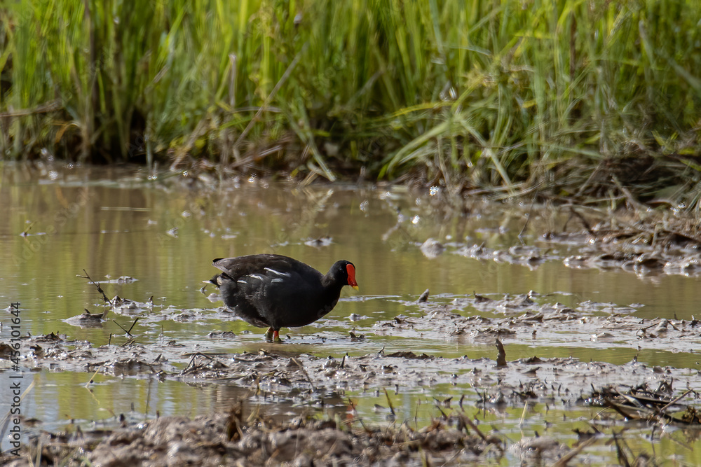 Bird Common Moorhen on paddy field Bird Common Moorhen on paddy field