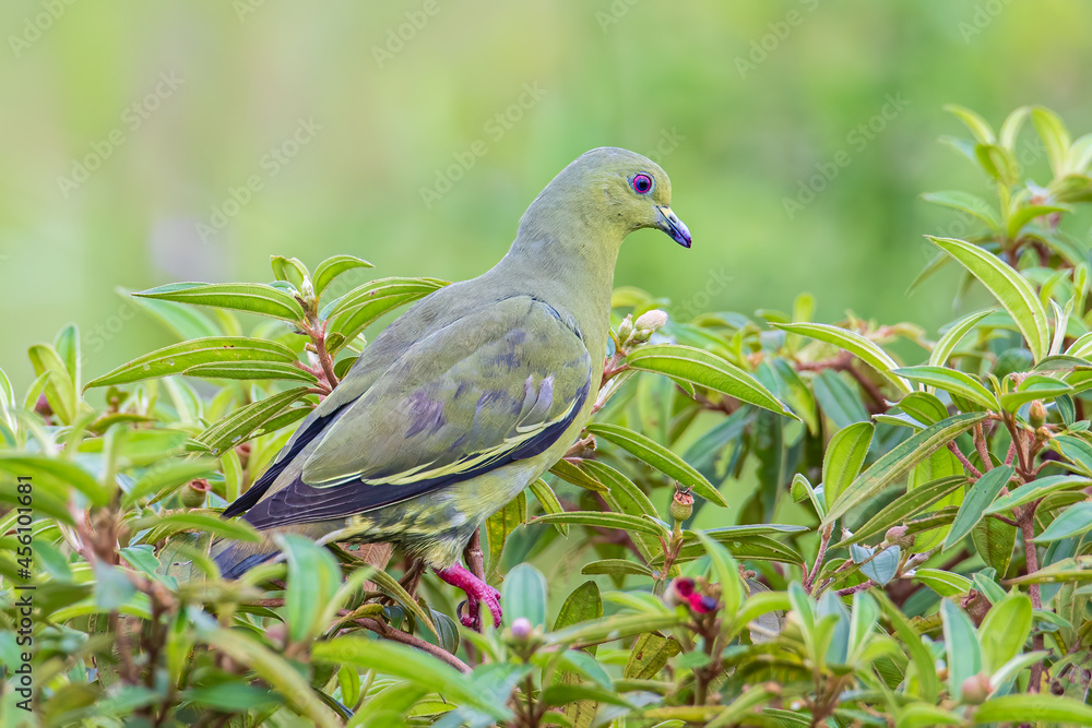 Nature wildlife bird Pink-necked Green Pigeon perched on the branch Nature wildlife bird Pink-necked Green Pigeon perched on the branch