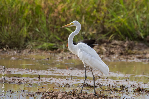 Nature wildlife image of cattle egret on paddy field