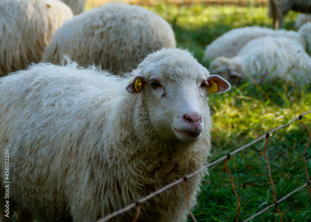 a sheep grazing on a sunny day a sheep grazing on a sunny day