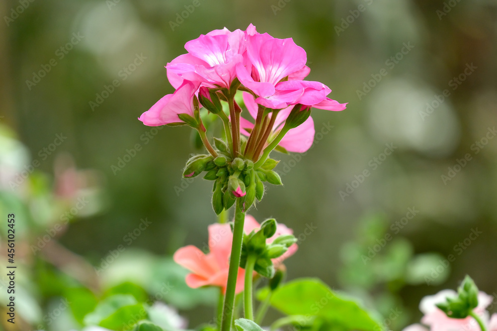 Ornamental plant Pelargonium (Latin - Pelargonium) Ornamental plant Pelargonium (Latin - Pelargonium)