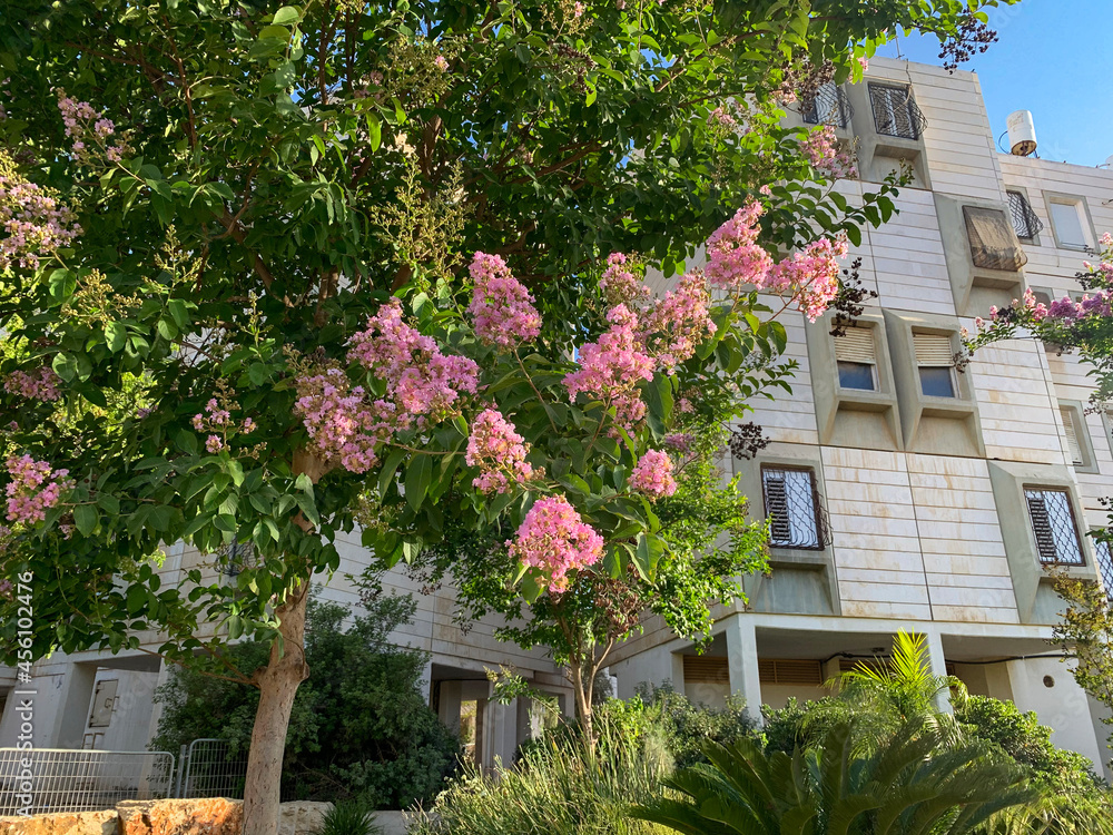 Lilac (Latin Lagerstroemia indica) flowering in the city on the background of houses Lilac (Latin Lagerstroemia indica) flowering in the city on the background of houses