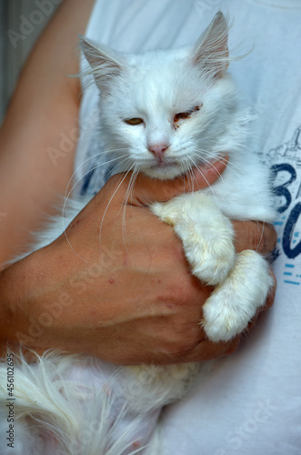white fluffy cat with a sore eye on her arms