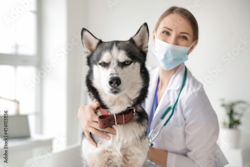 Veterinarian examining cute...