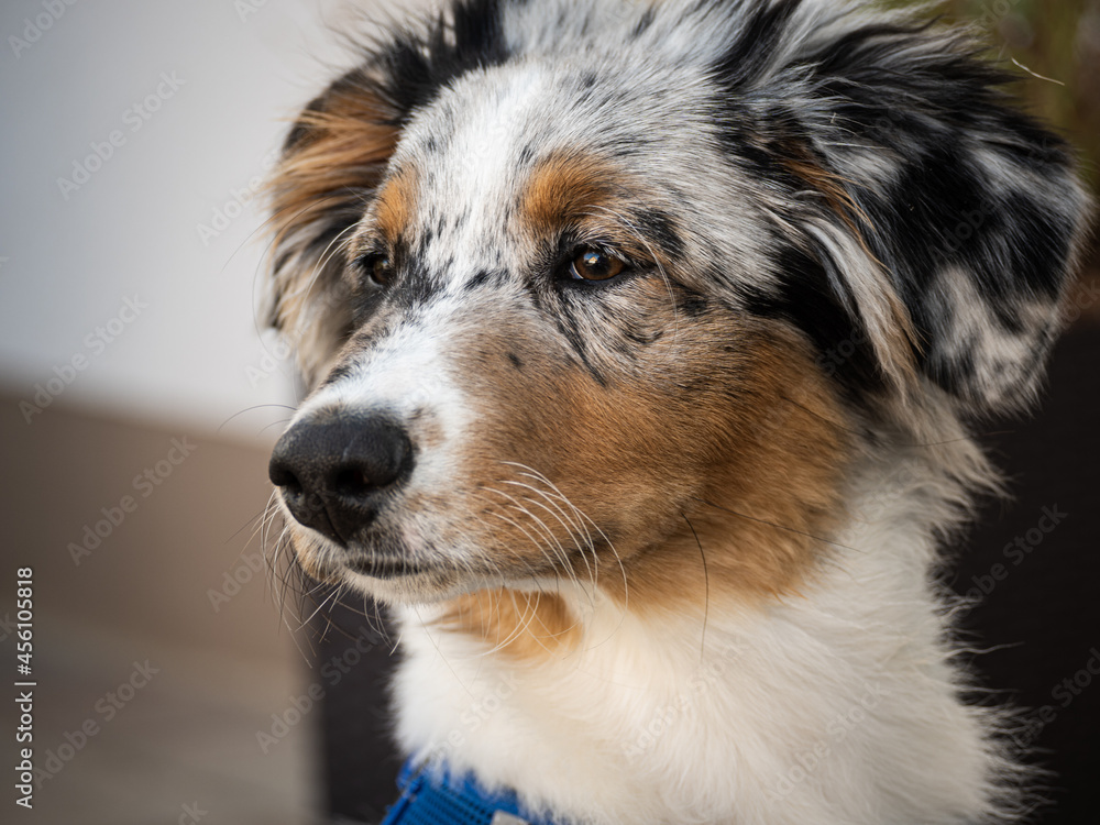 Fototapeta premium Luca