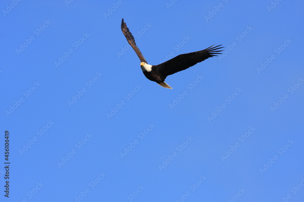 Bald Eagle flying in a clear blue sky in North America Bald Eagle flying in a clear blue sky in North America