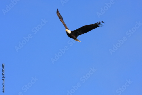 Bald Eagle flying in a clear blue sky in North America