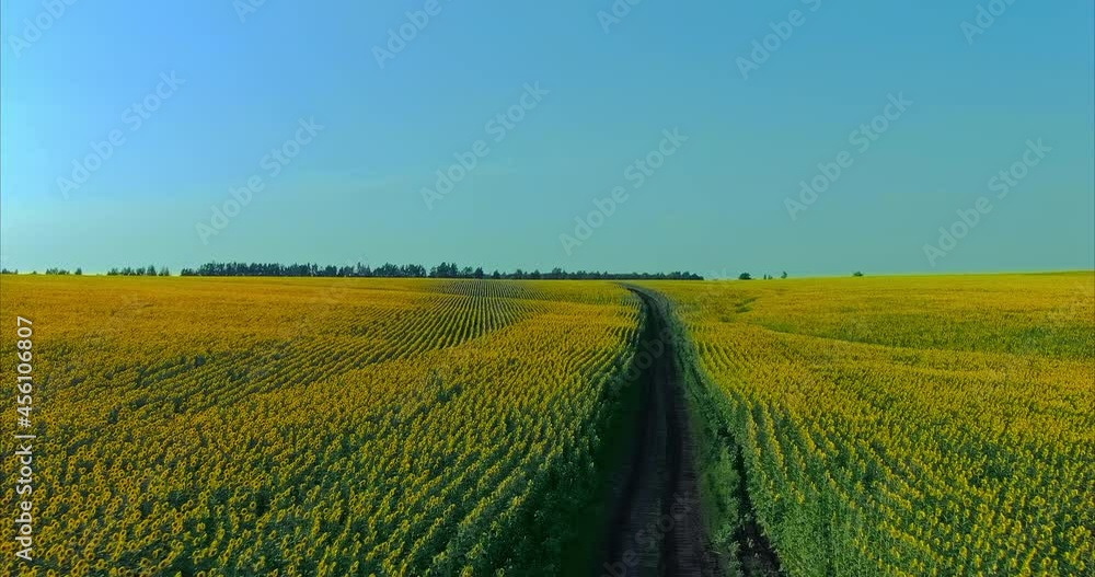 Copter flies over the blooming fields with the harvest. Woman walks along a rural road between fields with golden sunflowers. Rich harvest of fields. 4k, ProRes Copter flies over the blooming fields with the harvest. Woman walks along a rural road between fields with golden sunflowers. Rich harvest of fields. 4k, ProRes