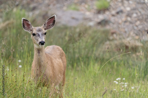 Wallpaper Mural Colorado female mule deer looks at the camera while standing in a meadow Torontodigital.ca