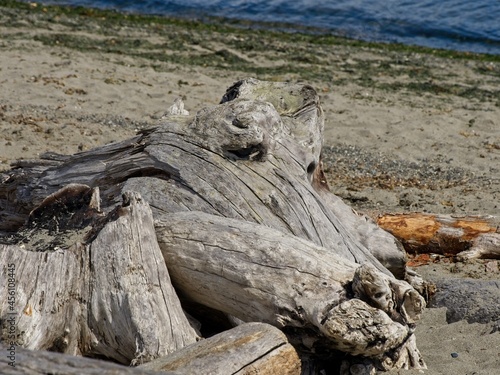 Driftwood piled up artfully on the Island View Beach, Vancouver Island, BC