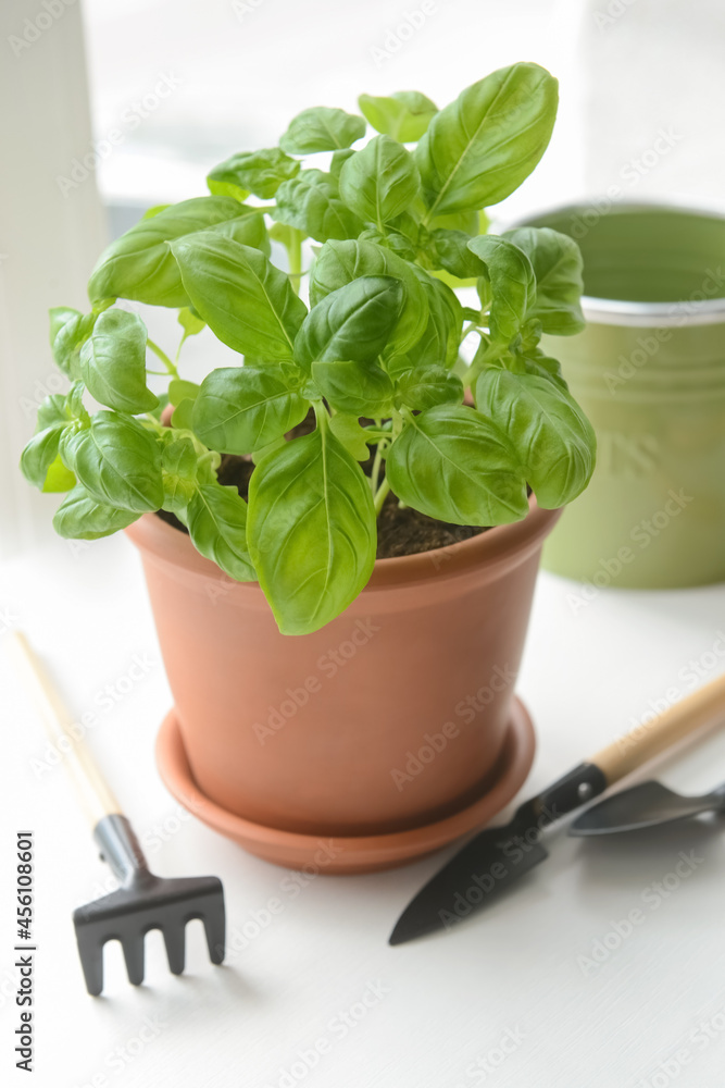 Fresh basil in pot and gardening tools on windowsill Fresh basil in pot and gardening tools on windowsill