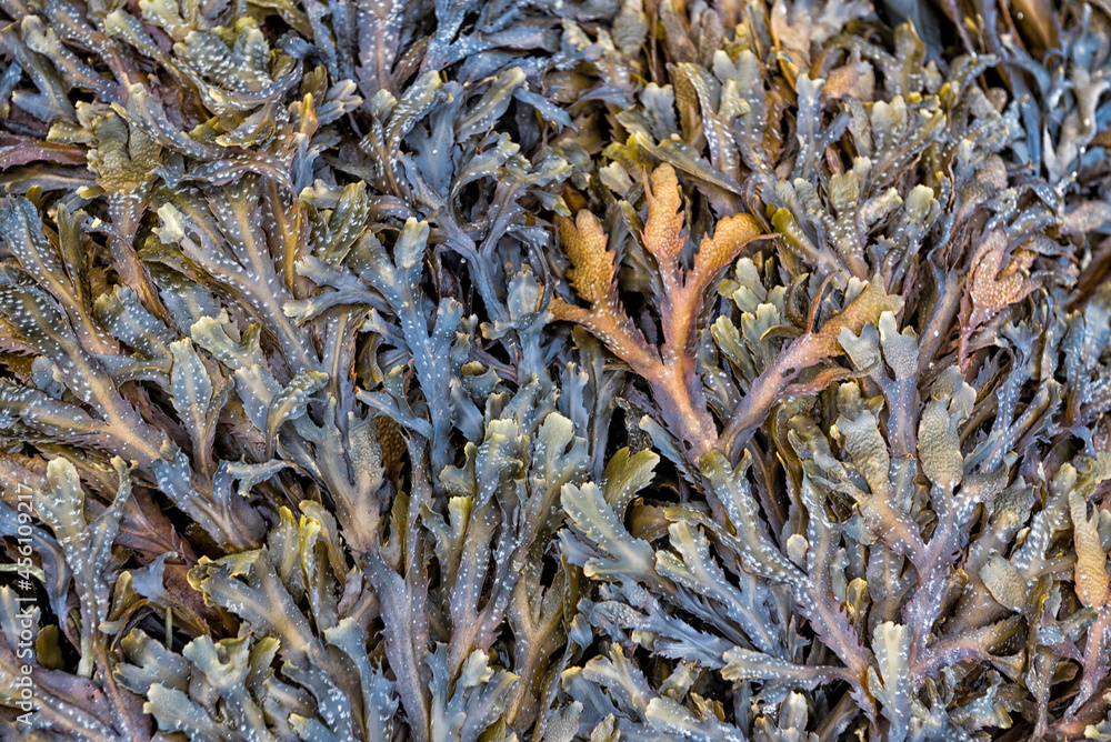 Close-up of colourful seaweed