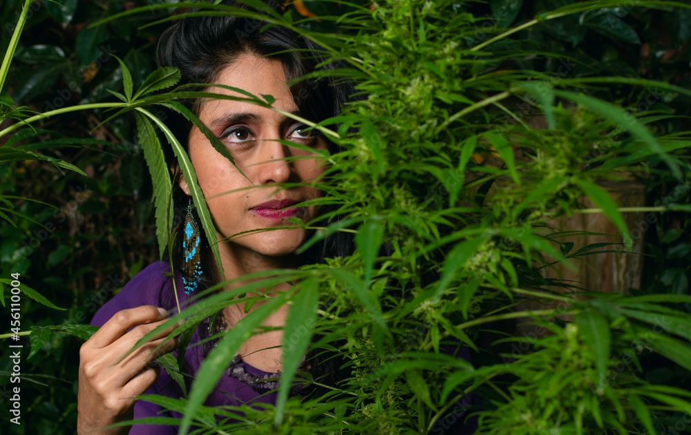 Young Latina woman behind a flowering cannabis plant. Hispanic woman surrounded by medicinal marijuana plants Young Latina woman behind a flowering cannabis plant. Hispanic woman surrounded by medicinal marijuana plants