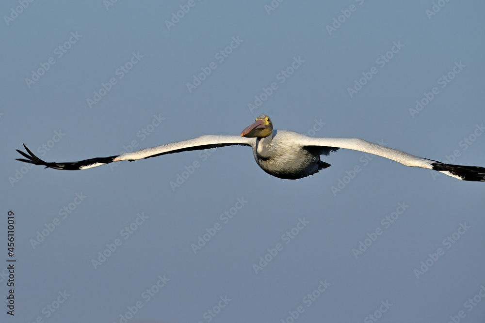 American White Pelican - Pelecanus erythrorhynchos American White Pelican - Pelecanus erythrorhynchos
