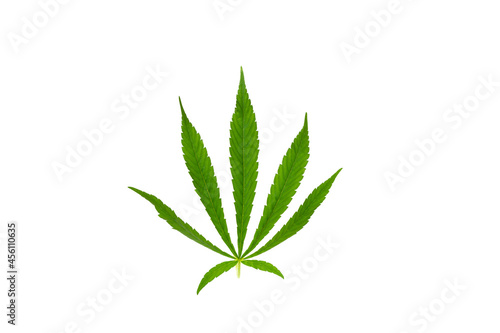 Green marijuana leaves isolated on white background. The growing medical cannabis.