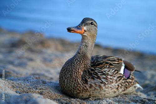 Print op canvas A female duck on the sand on the shore of Lake Tahoe, Nevada