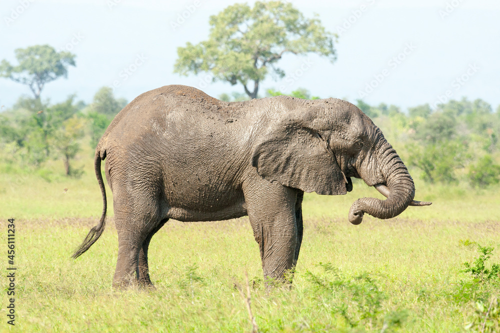 Fototapeta premium An Elephant standing in the bush. Taken in Kenya