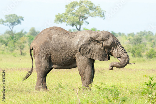 An Elephant standing in the bush. Taken in Kenya