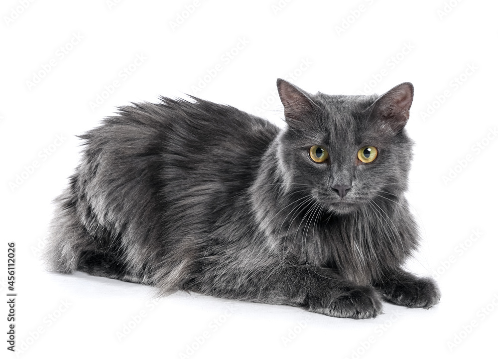 Obraz premium Cute grey cat on white background