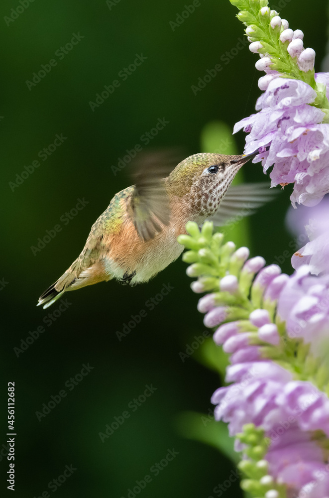 Fototapeta premium Hummingbirds