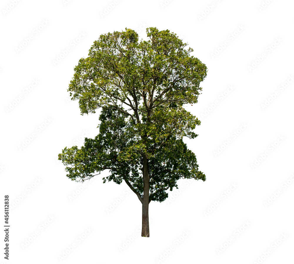 Obraz premium Green tree side view isolated on white background