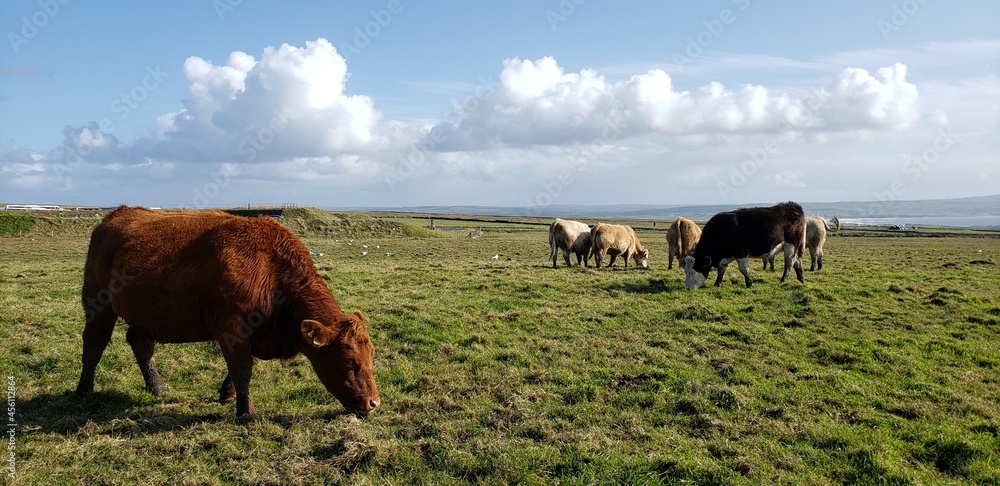 cattle on the meadow
cattle in the field
cattle in the montain
clouds
ireland
in the nature cattle on the meadow
cattle in the field
cattle in the montain
clouds
ireland
in the nature