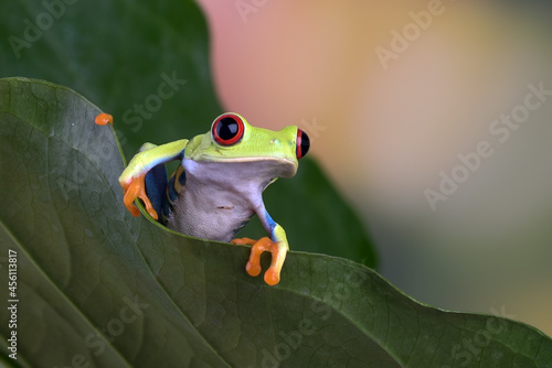 Red-eyed tree frog hanging on anthurium leaf