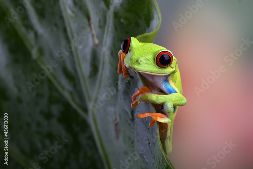 Red-eyed tree frog hanging on anthurium leaf