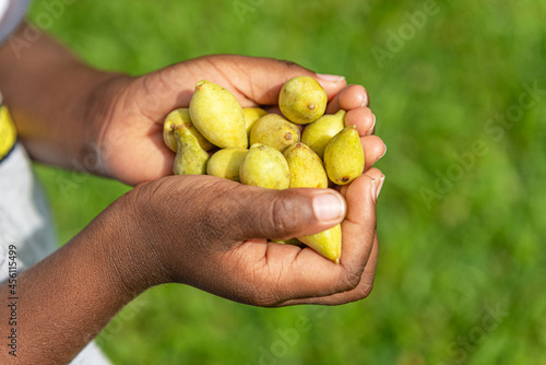 Aboriginal child hands holding Kakadu Plums