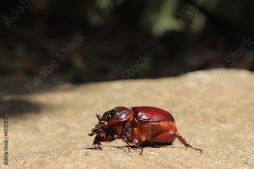 Giant beetle © Rolando