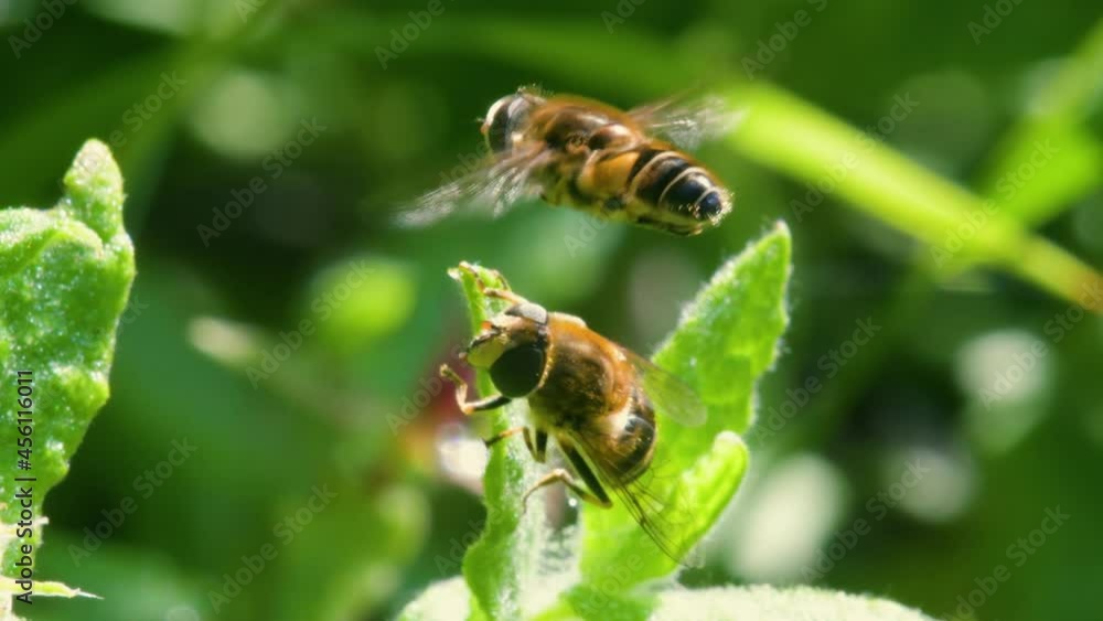 Drone Fly, Eristalis nemorum in the fly during courtship Drone Fly, Eristalis nemorum in the fly during courtship