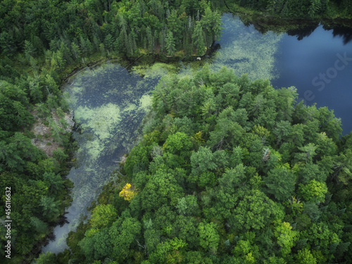 Aerial over expansive wilderness of crown land in Tory Hill, Highlands East, southern Ontario, Canada. A marshy inlet of Buckskin Lake, on an cloudy, late summer afternoon. Lilies, algae, evergreens.