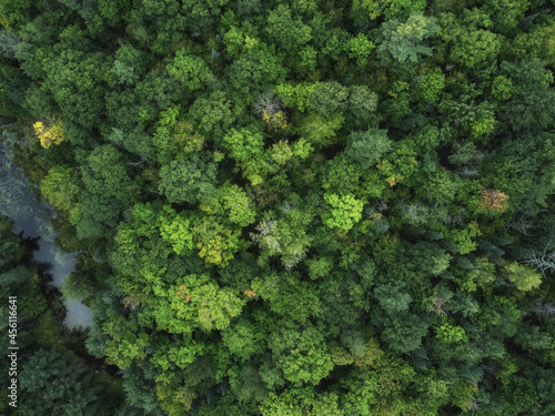 Aerial over crown land wilderness in Tory Hill, Highlands East, Ontario, Canada. Evergreen pine tree forest near Buckskin Lake, on a cloudy, summer afternoon.