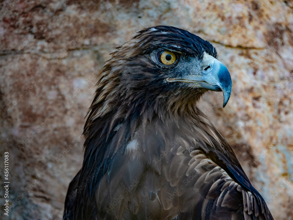 Fototapeta premium North American Bald Eagle