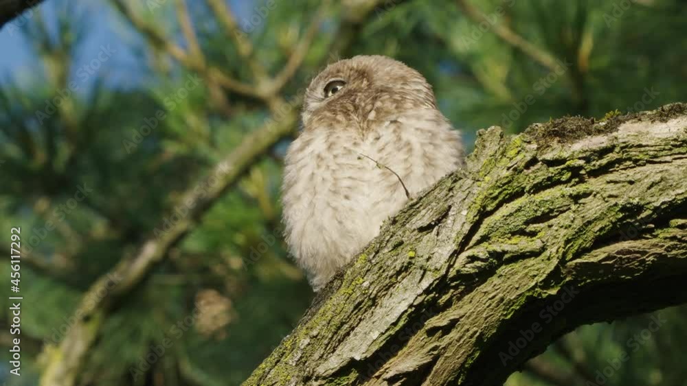 Little owl looking down while perching on a tree wood in the forest, low angle shot Little owl looking down while perching on a tree wood in the forest, low angle shot