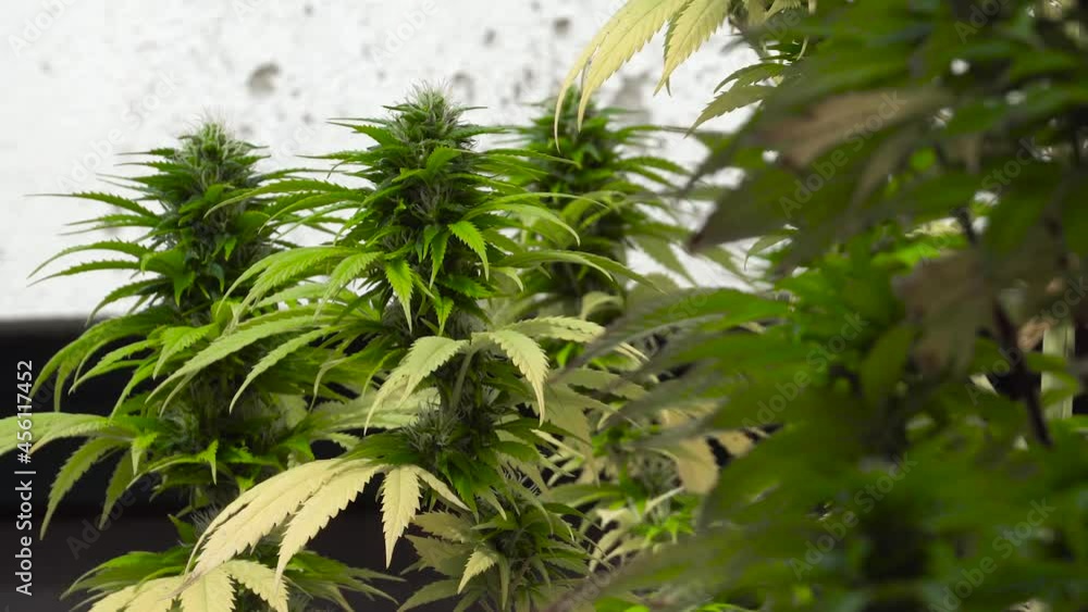 Close Shot of Canhamo Plant. Marijuana medical plant Close Shot of Canhamo Plant. Marijuana medical plant
