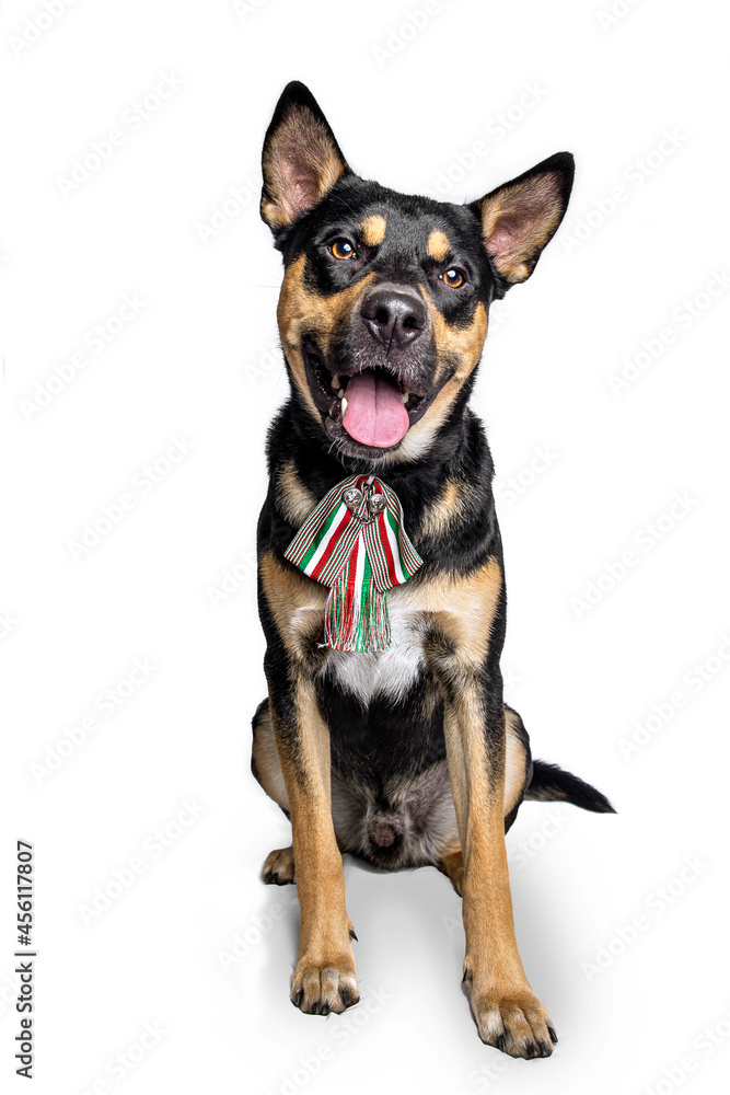 beautiful dog with patriotic mexican outfit for national holiday Stock  Photo | Adobe Stock