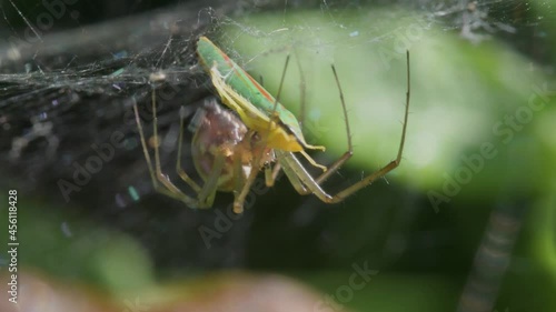 Predator and Prey - Common Sheetweb Spider, Linyphia triangularis, Froghooper photo