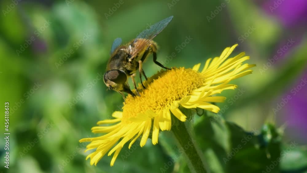Drone Fly, Eristalis nemorum on yellow wild flower Drone Fly, Eristalis nemorum on yellow wild flower