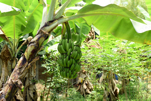 Green banana bunch on the plant, outdoors.Musa paradisiaca