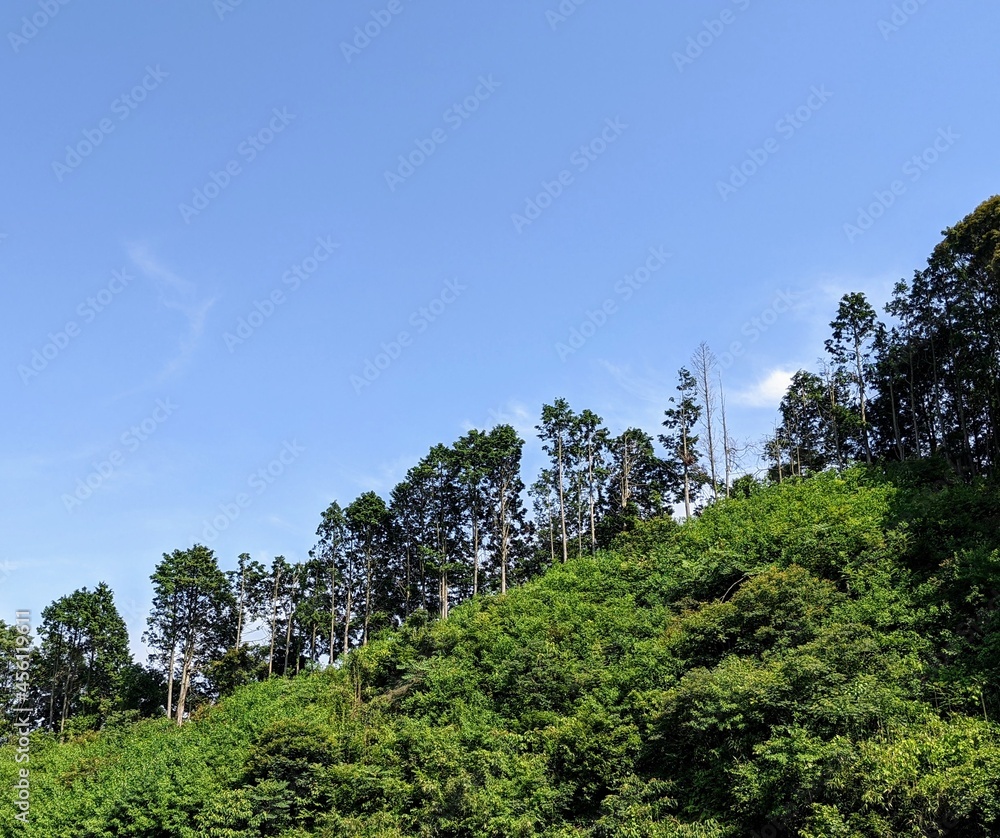 Fototapeta premium trees in the forest