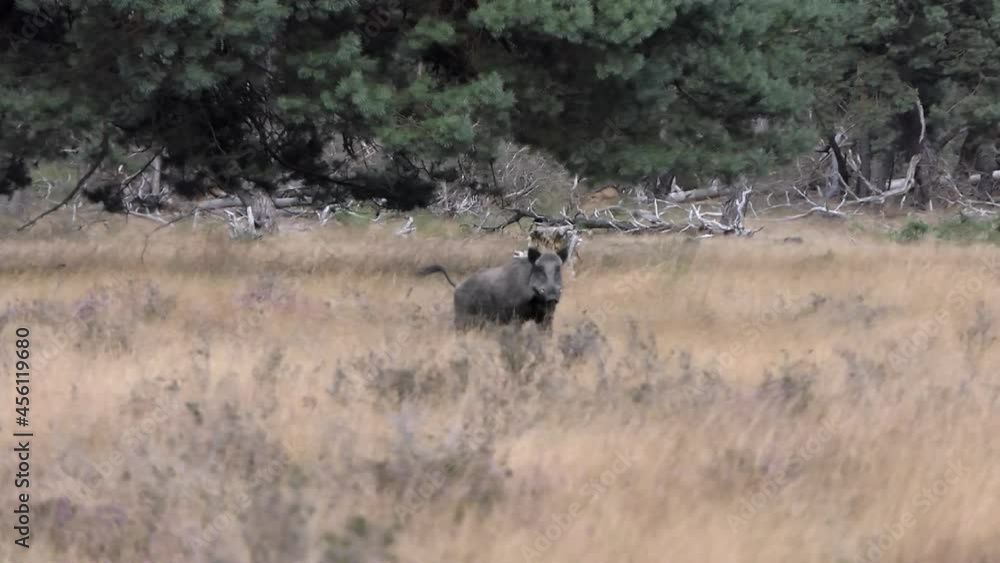 Wild boar runs in my direction stops and looks at me, slow motion Wild boar runs in my direction stops and looks at me, slow motion