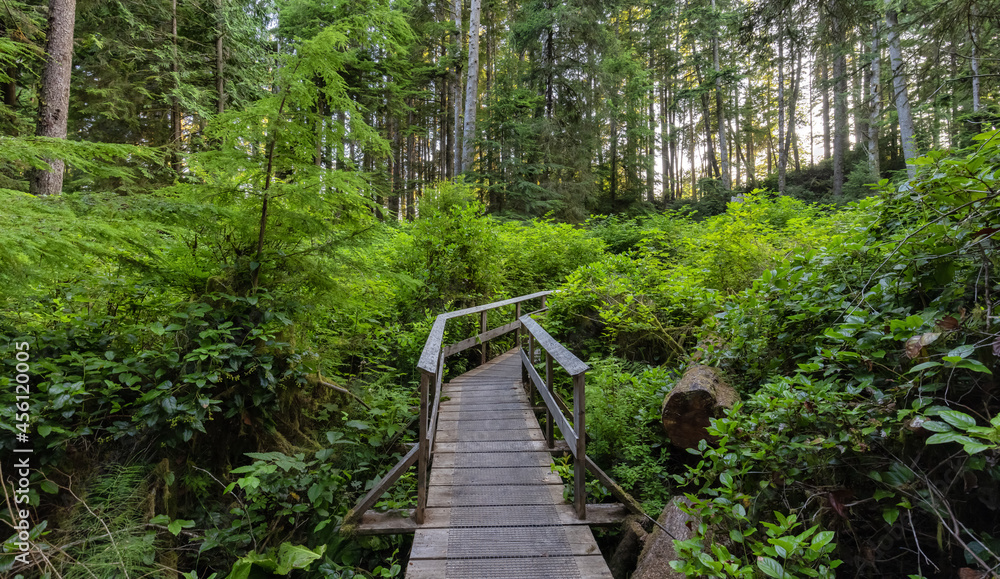 Fototapeta premium Hiking Path to Sandcut Beach in the Vibrant Rainforest and colorful green trees. Located near Victoria, Vancouver Island, British Columbia, Canada.