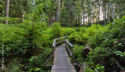 Fototapeta Naklejka Na Ścianę i Meble -  Hiking Path to Sandcut Beach in the Vibrant Rainforest and colorful green trees. Located near Victoria, Vancouver Island, British Columbia, Canada.