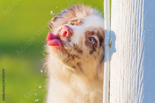 A fluffy puppy with its tongue out trying to catch drips of falling water photo