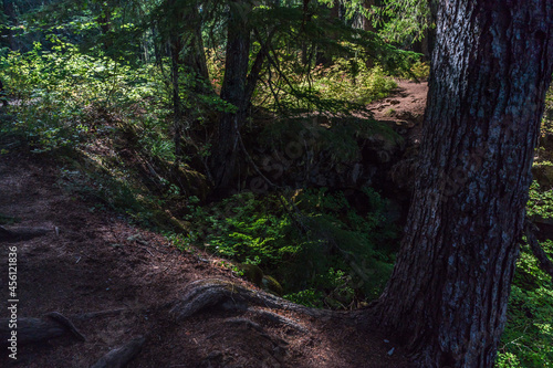 Gifford Pinchot National Forest Trout Lake, Washington State photo