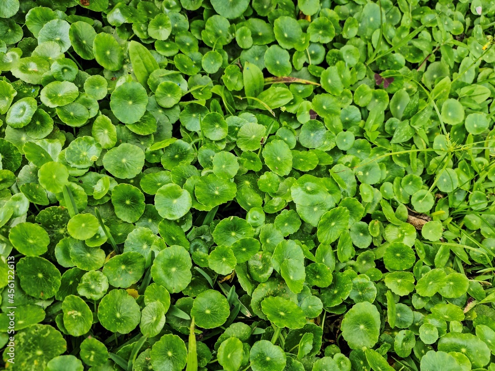 Green bed of small leaves that gives the feeling of an Green bed of small leaves that gives the feeling of an