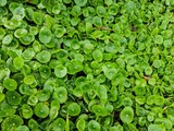 Green bed of small leaves that gives the feeling of an 